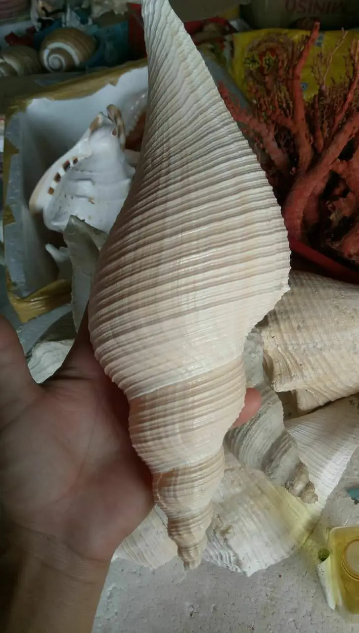 Австралийские длинные натуральные раковины из ракушек Тантрический буддизм