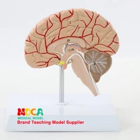 human 11 right hemispheric artery anatomy human brain model medicine teaching mdn007