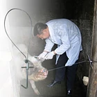 Держатель свиней из нержавеющей стали 1 шт., оборудование для профилактики эпидемии, для свиней, откорма собак, ветеринарная ферма