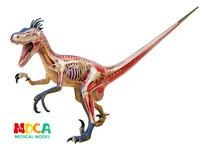 big velociraptor 4d master puzzle assembling toy animal biology dinosaur organ anatomical model medical teaching model