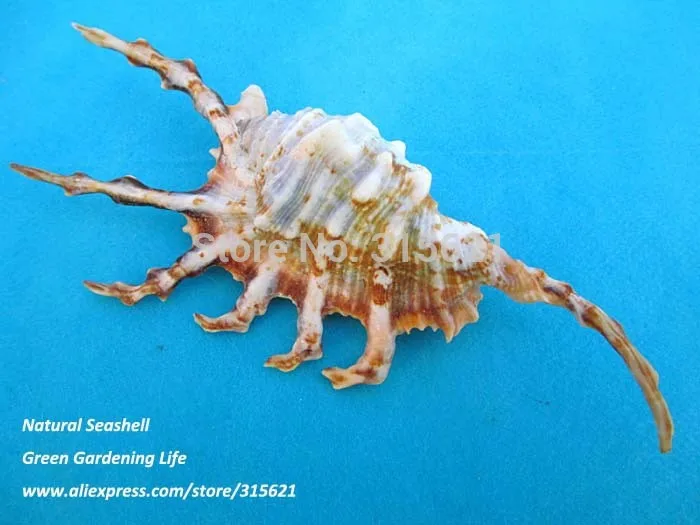 2 шт. SIZE10-12cm натуральный черный скорпион раковины домашний декор аквариум