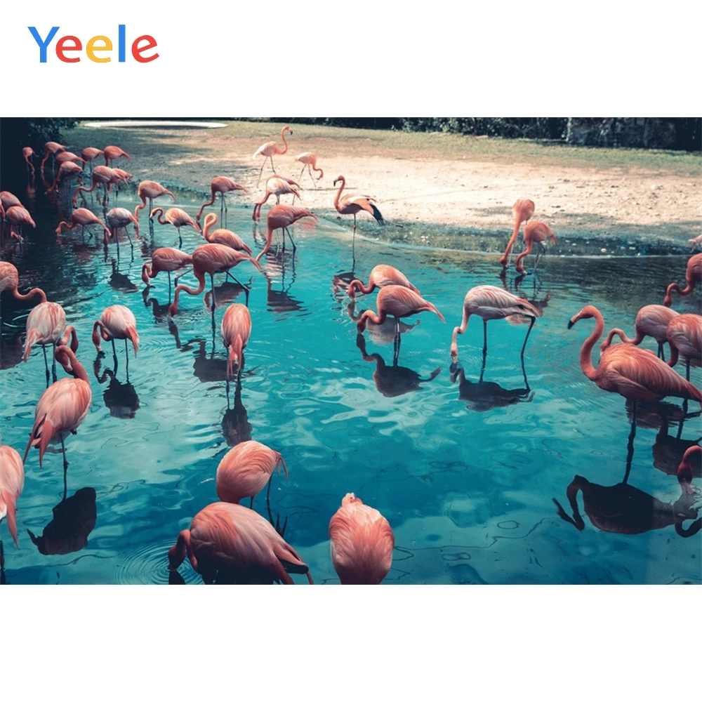 Yeele пейзаж фотосессия бассейн Фламинго боке дикая фотография фоны
