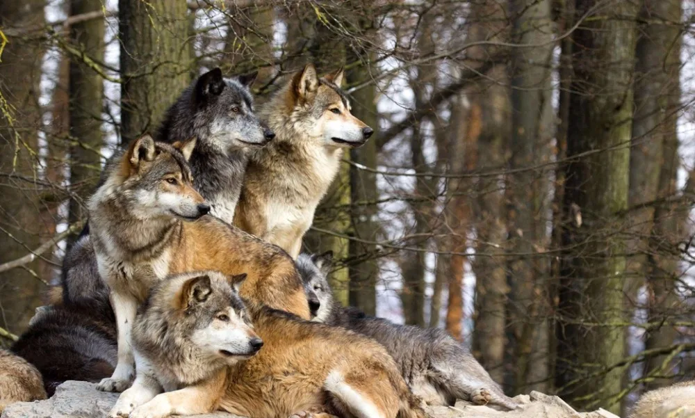 White wolf highland wild natural animal male dormitory wall stickers background decoration creative posters 40 x 24 &quot21x13&quot - 04 | Дом и