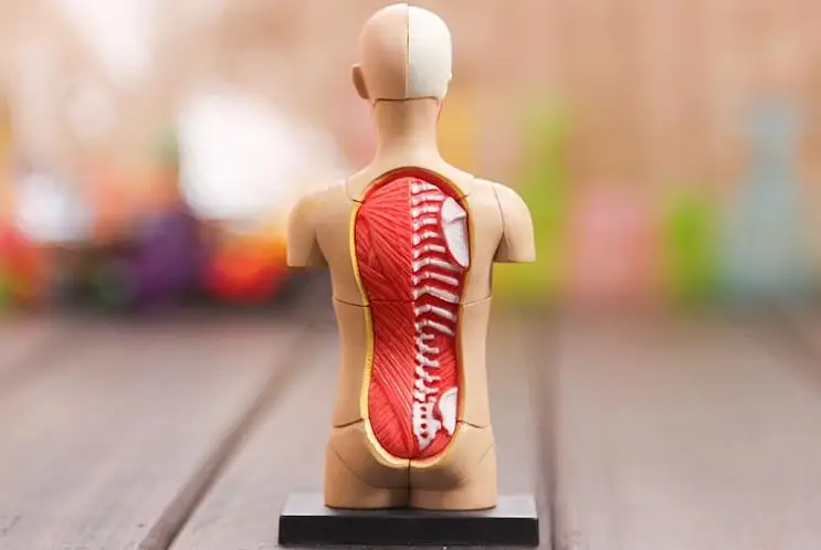 Медицинский человеческий череп телефон диаметром 15 дюймов роскошная модель для