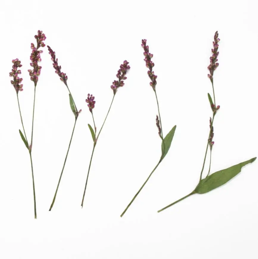 120 шт сушеные спрессованные цветы Ludwigia prostrata Roxb. Для эпоксидной смолы кулон из смолы ожерелье ювелирных изделий ремесло DIY аксессуары