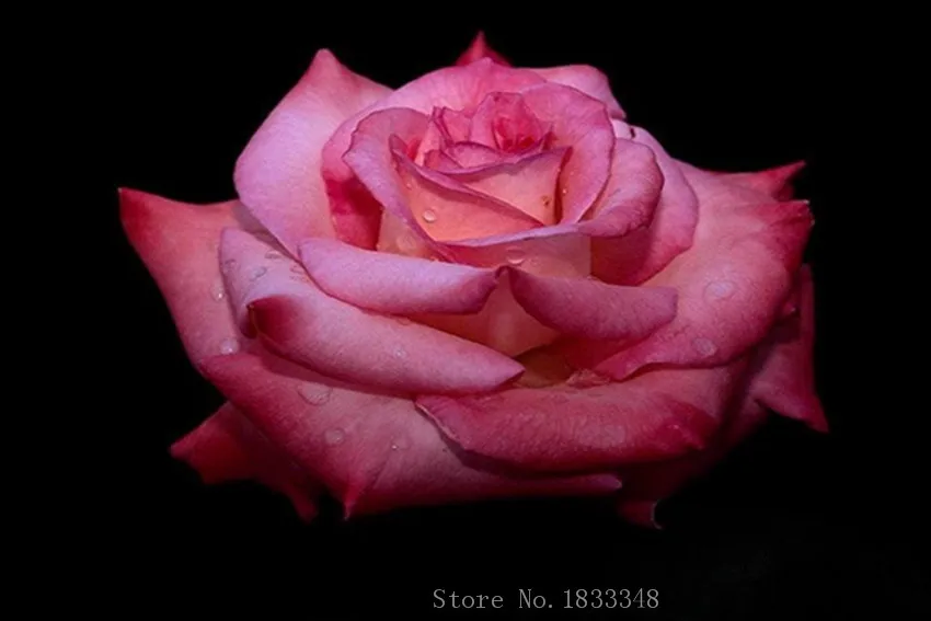 Алмазная картина черная среда капает розовая аппликация розового золота вышивки