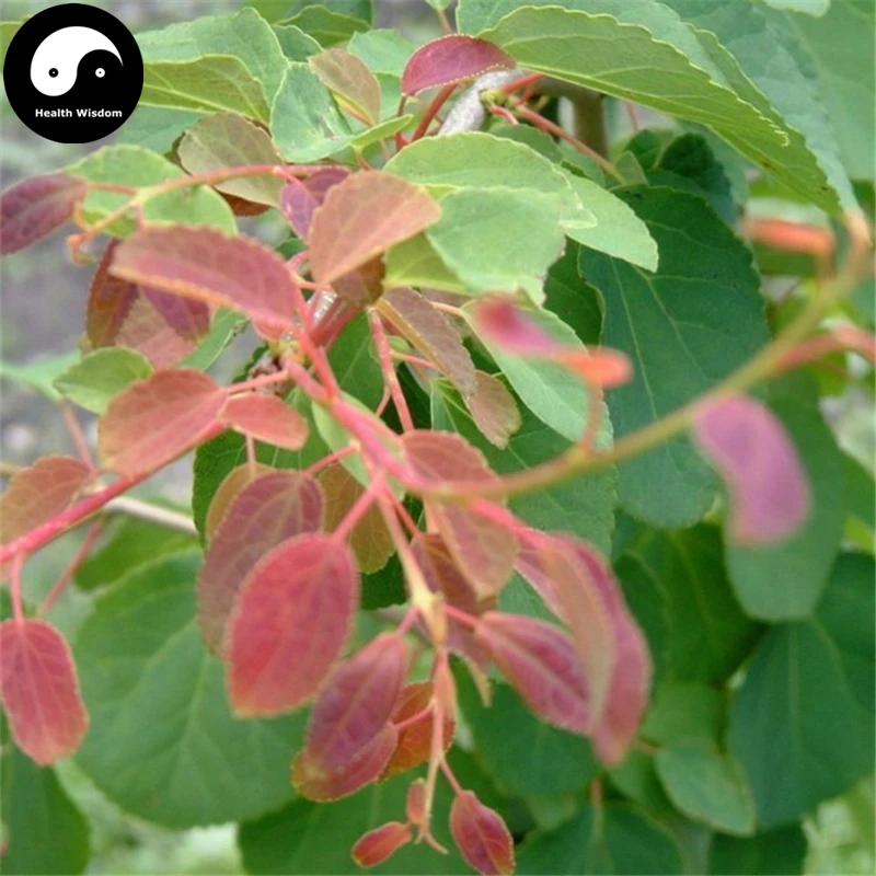 Купить Katsuratree дерево Semente 30 шт. завод Cercidiphyllum Japonicum для Lian Сян Шу