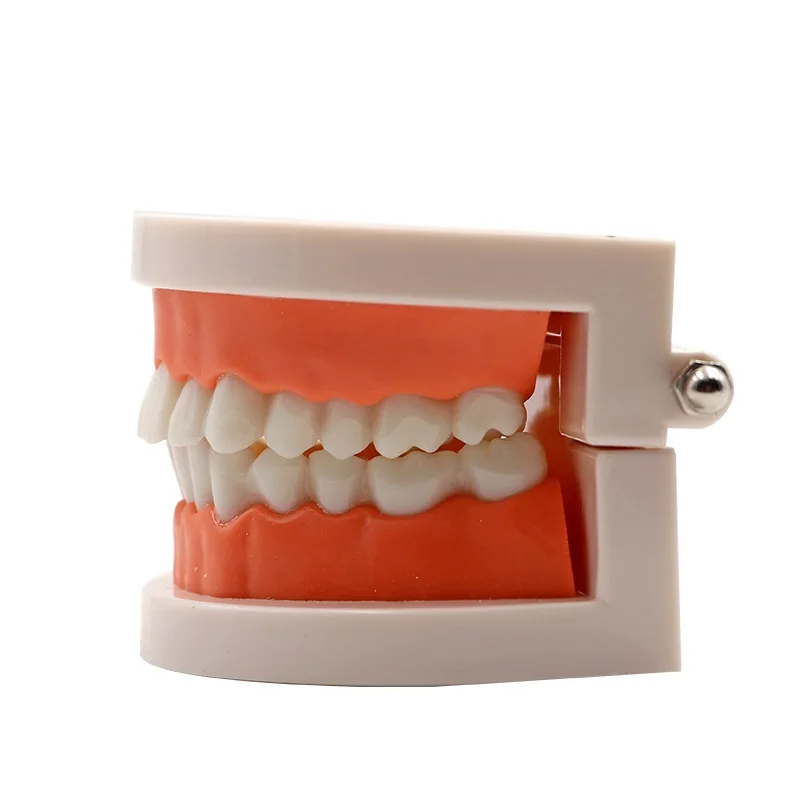 Dental Adult Teeth Model Teaching Study Typodont Demonstration White Adult Teeth Model Training Model images - 6