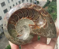 free shipping xd j00819 iridescent ammonite shell fossil unique coin dish madagascar