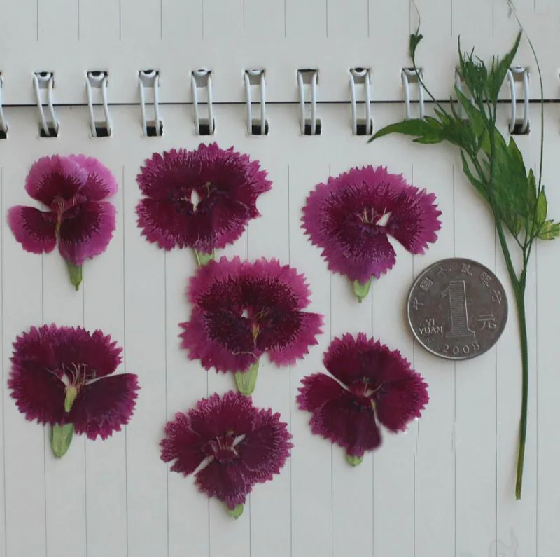 120 шт прессованный высушенный Гвоздика китайская Цветочная гербарий из растений