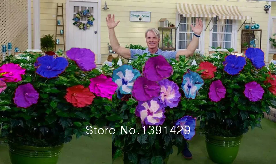 100 гигантские семена цветов гибискуса китайские дешевые лучший подарок для