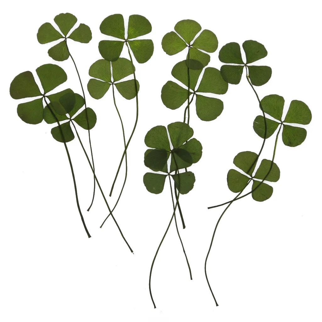 

DIY 12 Real Pressed Leaves Embellishments Card Making Scrapbooking Craft Art for Home Phone Decoration Accessory Birthday Gift
