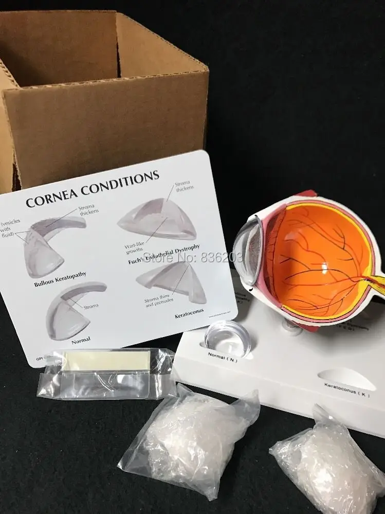 Человеческая анатомическая Роговица поперечное отверстие глаз модель в травмах