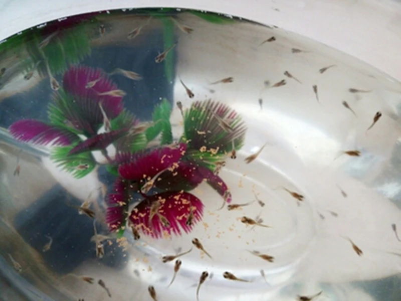 50 шт. корм для тропических рыб новорожденных цисты артемии без ракушек аквариума