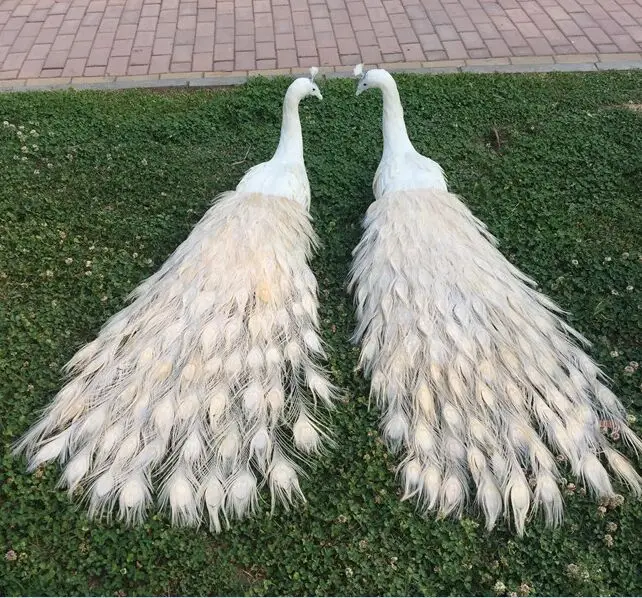 a pair of big simulation beautiful peacock model foam&feather white peacock doll gift about 150cm 1155