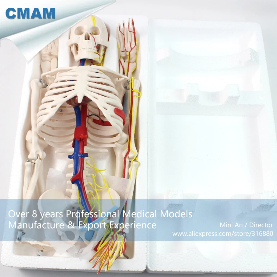 

12367 / Human Skeleton Model w/ Nerves & Blood Vessels 85cm, Medical Science Teaching Anatomical Models