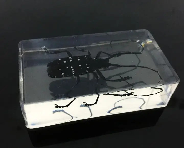 Настоящие длинные Рогатые жуки из смолы модные ювелирные изделия Taxidermy|jewelry free
