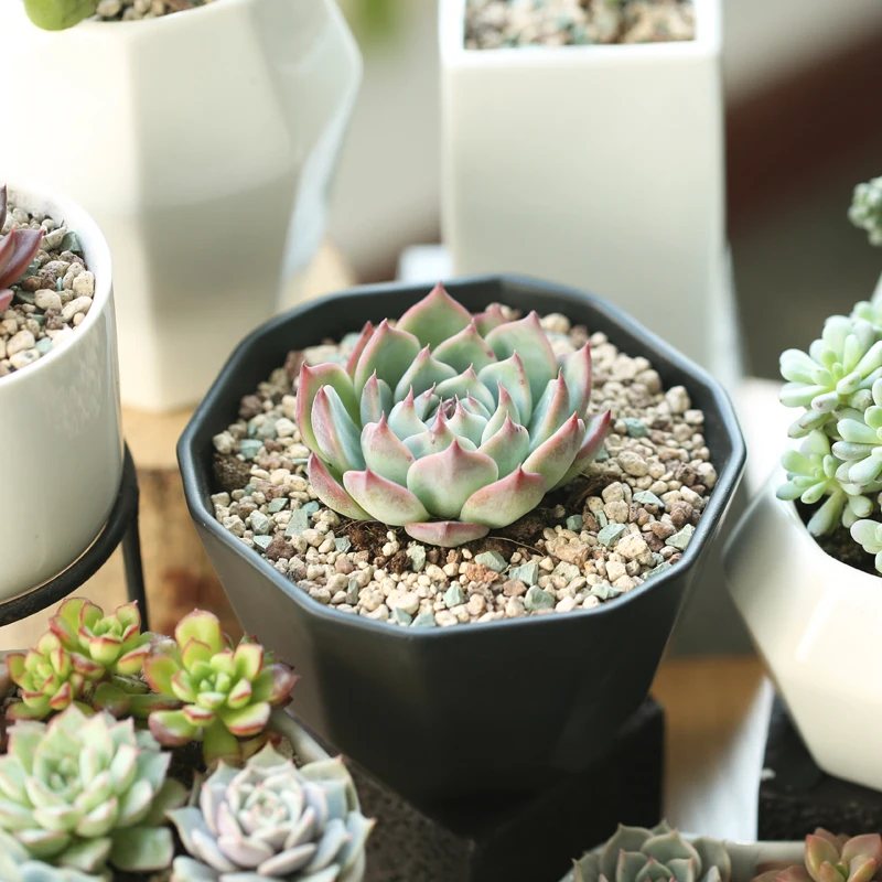 Садовые принадлежности офисный Домашний Настольный Сад Цветочные горшки белые