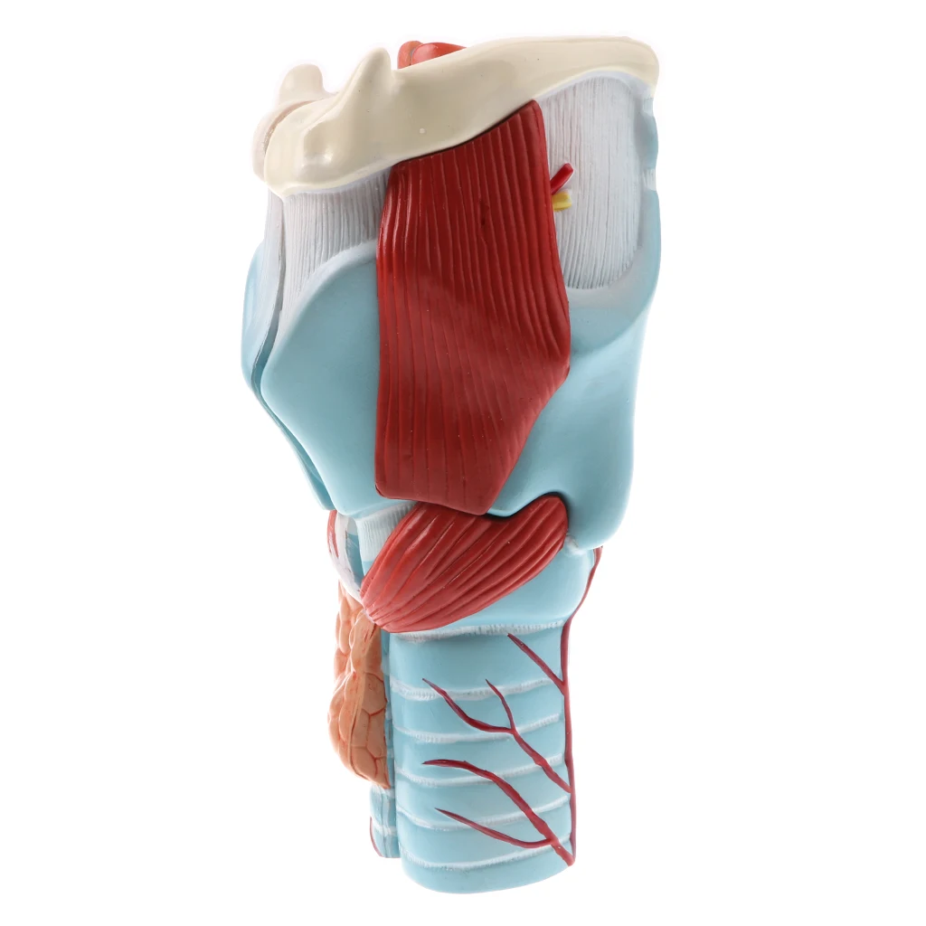 5 шт. модель Pharynx Larynx лабораторное оборудование для обучения|Наука| |