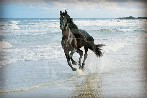 wild animal running black horse custom poster rock star in Home-Office-Living-Room-Decor Classic 50x75 cm @1 | Дом и сад