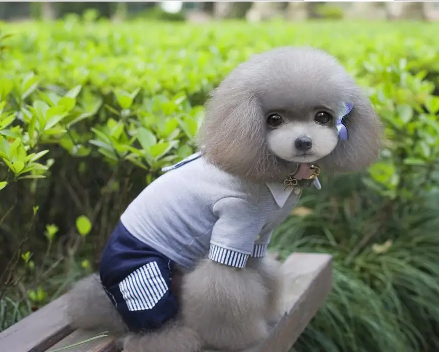 New Summer Dogs Clothing Cute Pet Pants school uniform Free Shipping By China Post whole sale | Дом и сад