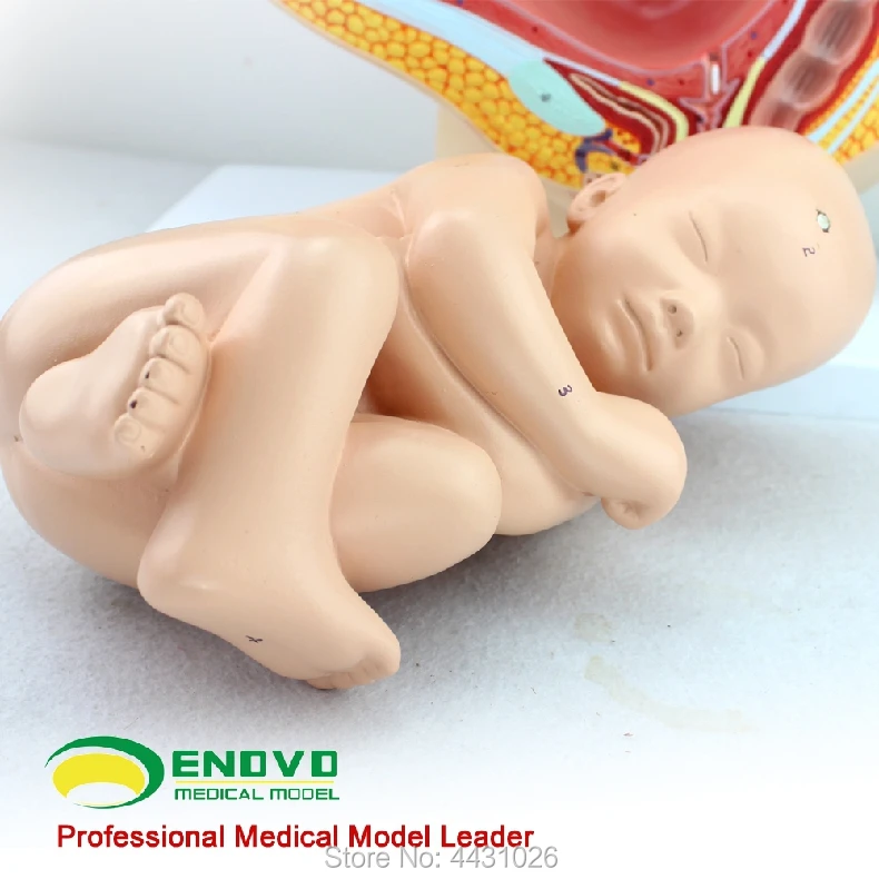

ENOVO A model of uterine gynaecology and obstetrics in fetal pelvic cavity model in human female pregnancy