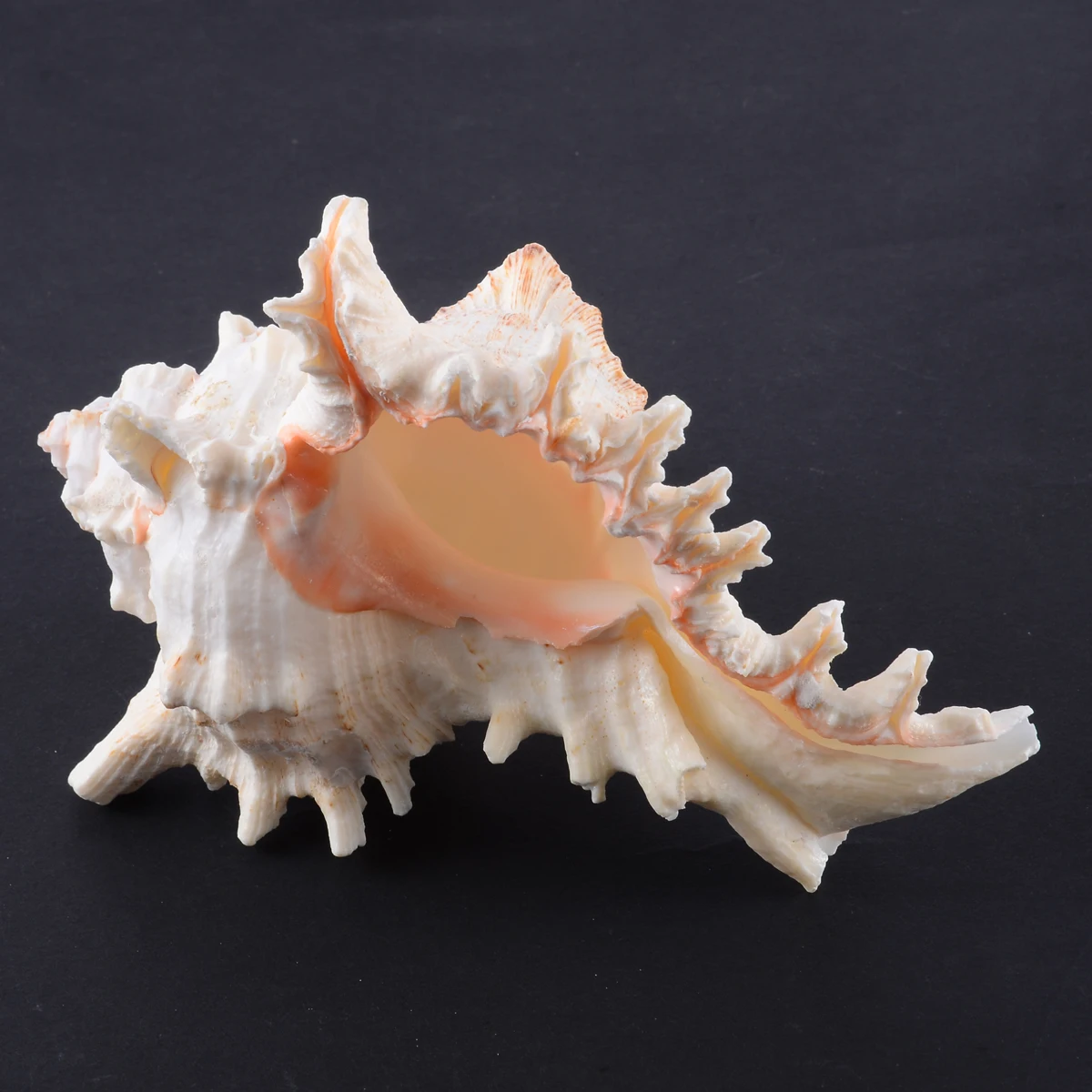 1 предмет Новинка Большой Queen морских раковин раковины Natural Sea пляжные как ремесло