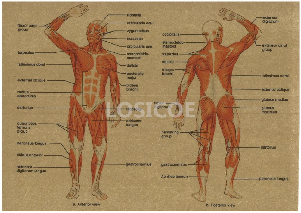 Винтажная медицина плакаты с анатомией человека крафт бумага картина стикер на
