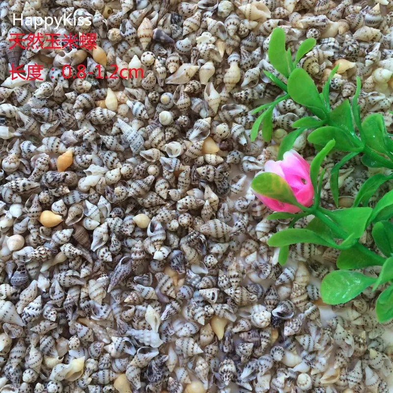 250 шт./лот натуральные раковины маленькие украшения свадебные размер 0 8-1 5 см