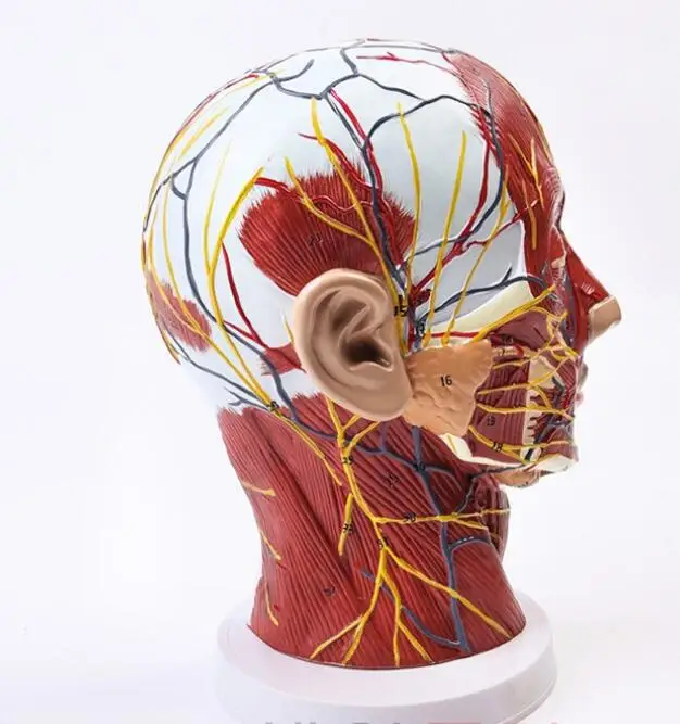 

Новый анатомический череп нервный кровеносный сосуд голова внутренние органы медицина модель 56