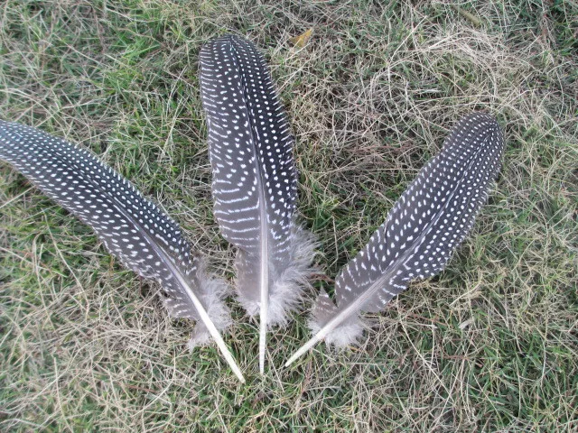 Оптовая продажа 100 шт. редкое Натуральное перо цесарки бесплатная доставка 6-8