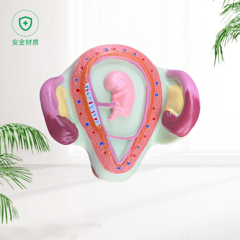 Pregnancy embryo development model fertility demonstration fetal education gynecological infant process | Канцтовары для офиса и