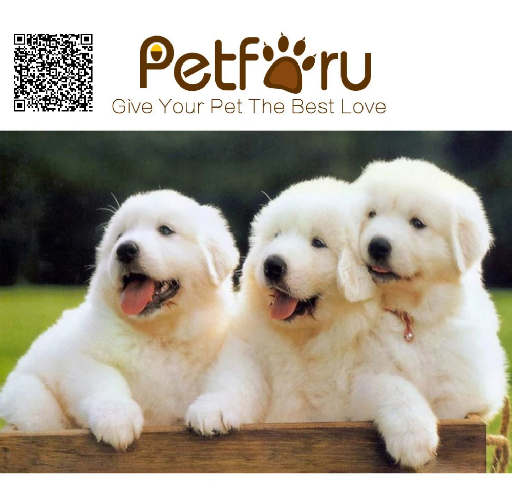 Petforu ошейник из искусственной кожи для щенков круглый ошейник с заклепками в стиле панк Шипованный ремень ошейник для собак и кошек