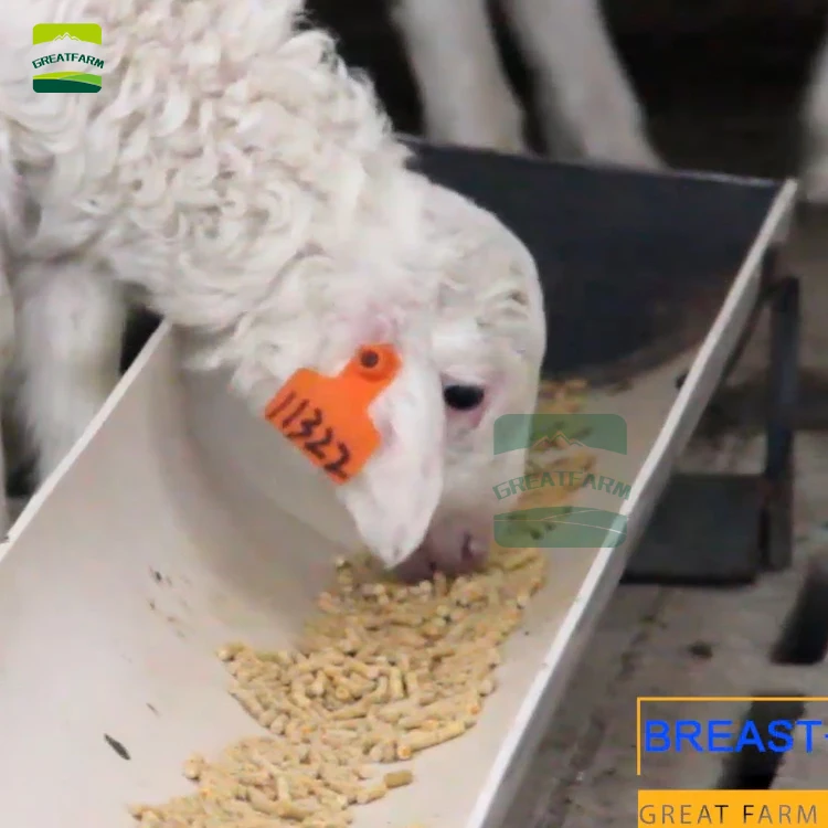 Овцы вся ферма все оборудование поставка продукция для животноводства напольная