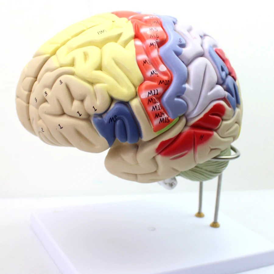 2 шт. увеличенная модель человеческого мозгового нерва|human model|brain modelbrain anatomy model |