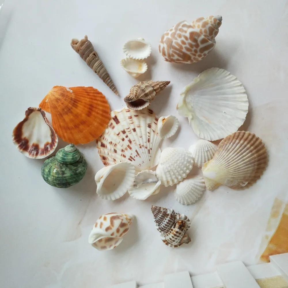 Морские ракушки натуральные морские 100 г модное украшение пляжные модные для