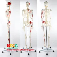170cm human skeletal model mgg302