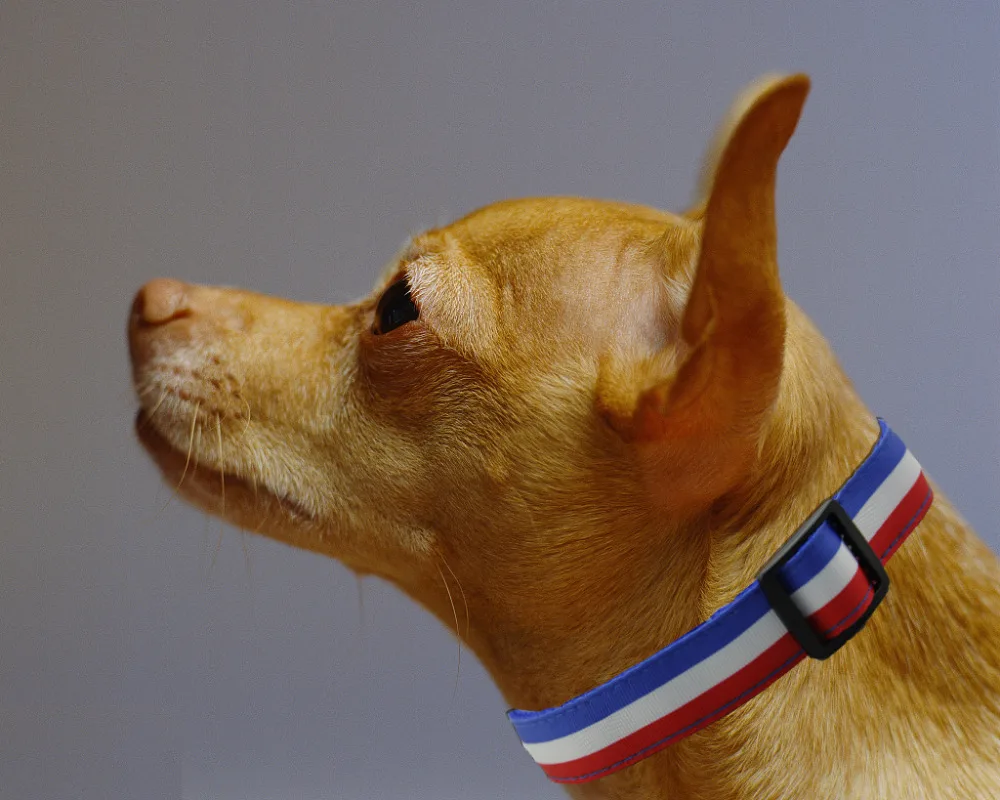 Nylon Dog Collar Adjustable Tricolor flag Theme Print Quick Release Puppy for Small Medium Large Dogs Walking Training | Дом и сад