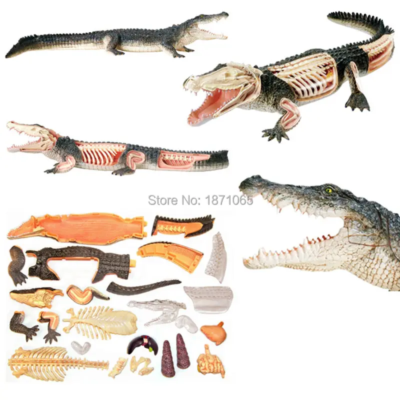 Животные видение Анатомия динозавр Жираф запястье Дракон Тигр Слон Акула Модель