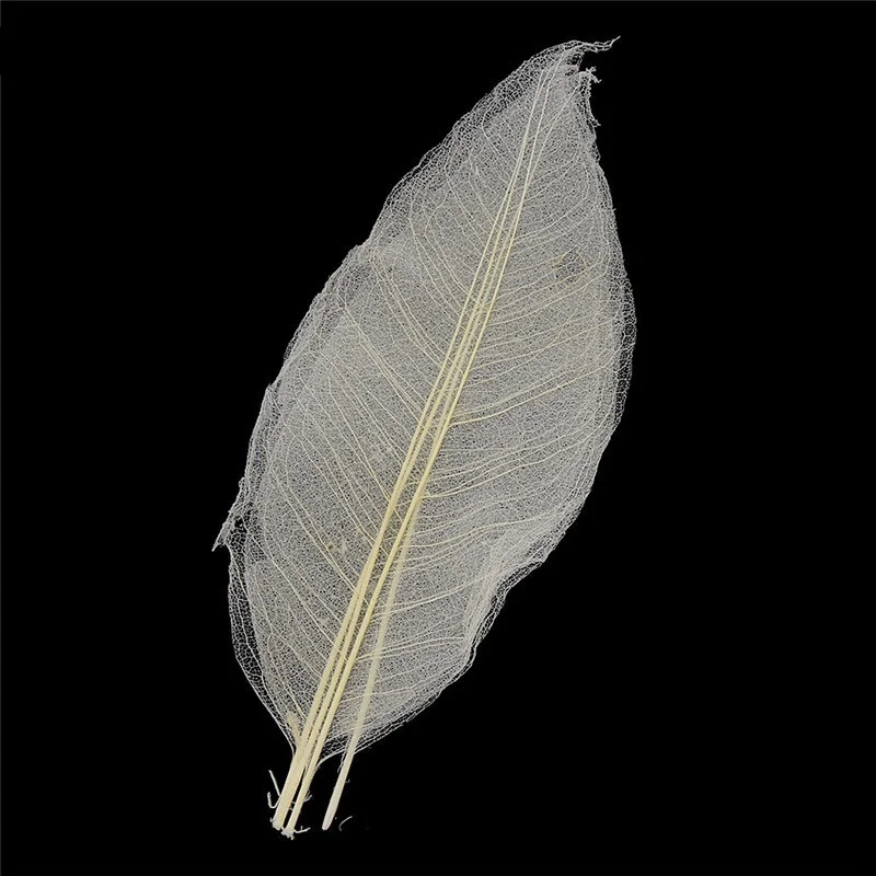 50 шт. высушенные листья для украшения дома|Искусственные и сухие цветы| |