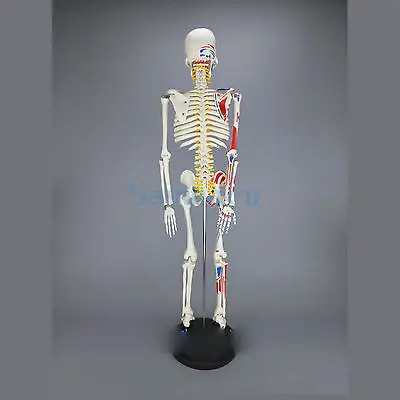 85 см человеческий мышечный скелет модель мышечная окрашенная ненумерованная