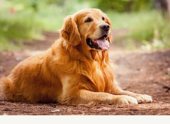 Оптовая продажа регулируемое Новое модное кольцо золотистого ретривера