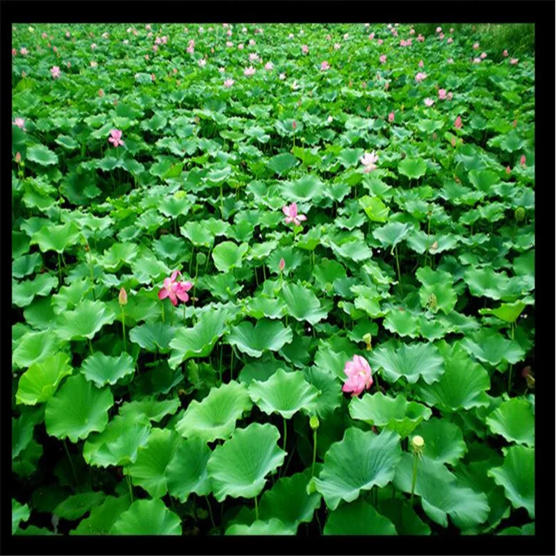 Современные 3D настенные самоклеющиеся водонепроницаемые HD листья лотоса для