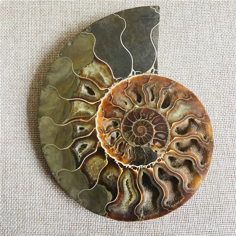 

big size 800g RARE Iridescent AMMONITE AMMOLITE SHELL GEM FOSSIL SPECIMEN HEALING