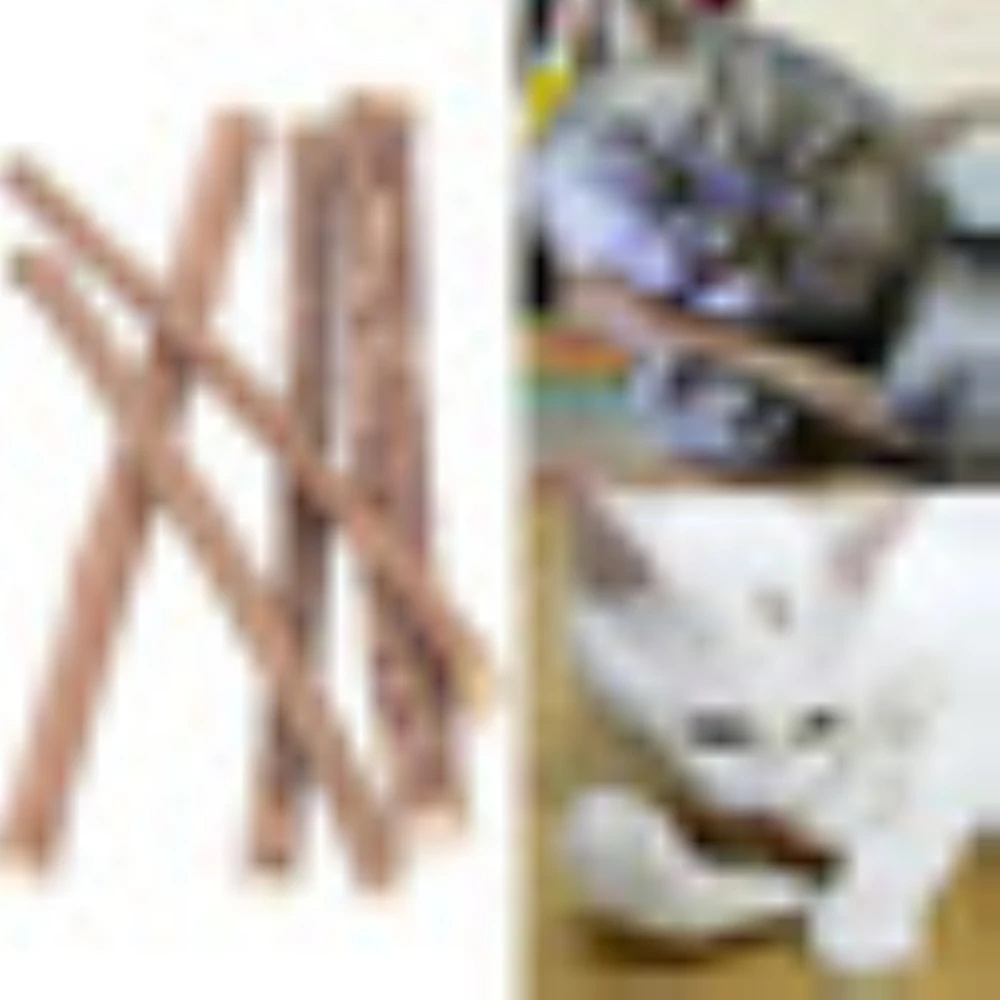 Кота чистые зубы чистая натуральная кошачья мята домашняя кошка молярная зубная