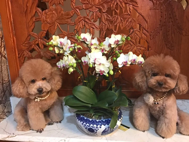 Бесплатная доставка красивое ожерелье ручной работы с большой норковой