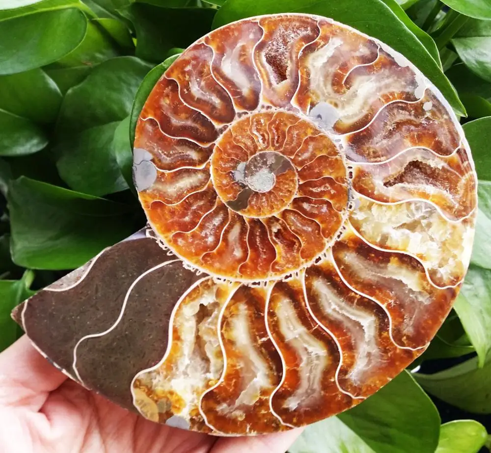 1Pair Half Cut Ammonite Shell Jurrassic Fossil Specimen Madagascar (XA6133) | Дом и сад