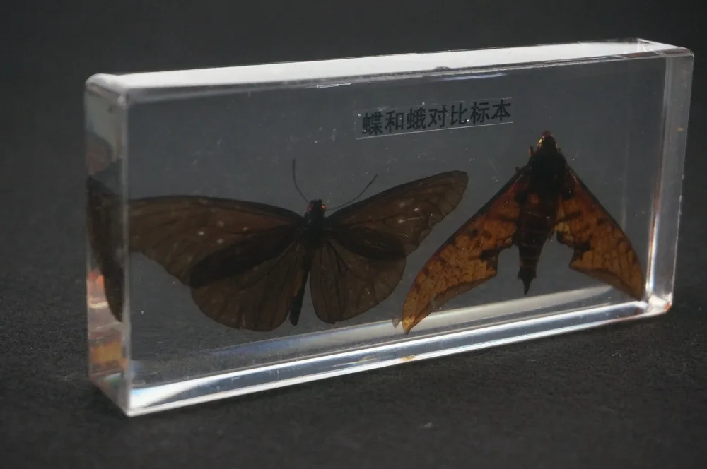 Реальные образцы бабочек и моли в прозрачном блоке Lucite учебное