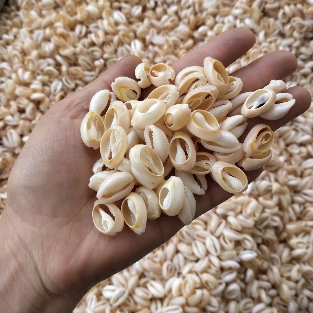 Бесплатная доставка (50 шт./лот) 1 4 2 см Натуральная огранка Cowrie ракушки натуральная