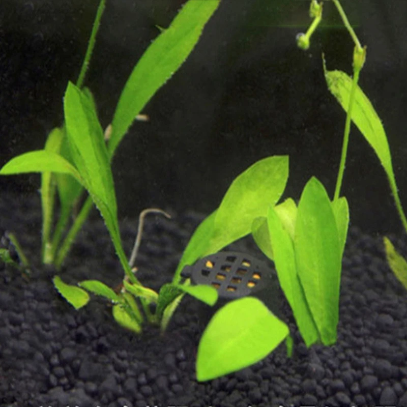 Аквариумное удобрение на водной основе не повреждает траву и